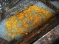 A moving yellow veiny plasmodium of a slime mold on a substrate