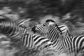 Moving zebras