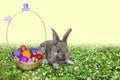 Bunny on the green grass against the blue sky. Blurred background with bokeh. Royalty Free Stock Photo