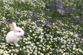 Bunny on the green grass against the blue sky. Blurred background with bokeh. Royalty Free Stock Photo