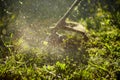 Mow the grass trimmer. the process of mowing the grass with a trimmer close-up. selective focus on uncut Tawa and scatter Royalty Free Stock Photo