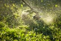 Mow the grass trimmer. the process of mowing the grass with a trimmer close-up. selective focus on uncut Tawa and scatter Royalty Free Stock Photo