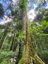 Mowbullan Whitewood or White Beech Tree in Australia