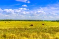 Mowed field, clouds in the sky, forest in the distance on a sunny day at the end of summer. Moscow Region, Russia. Royalty Free Stock Photo