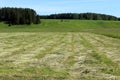 Mowed field for harvesting hay during haymaking