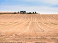 Mowed field with long piles of dry grass ready to be collected