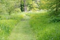 Mowed Garden Path with yellow Buttercups