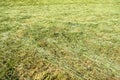 Mowed grass field background Royalty Free Stock Photo