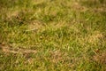 Mowed green grass is close, soft focus Royalty Free Stock Photo