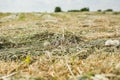 Mowed hay on a meadow.