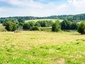 Mowed meadow next to river on sunny summer day Royalty Free Stock Photo