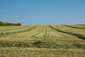 Mowed meadow