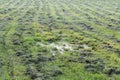 mowed mechanically the grass in the clearing, parallel tracks run in rows. puddle in the foreground Royalty Free Stock Photo