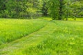 Mowed path through an overgrown lawn into woods