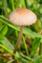 Mower`s Mushroom - Panaeolus foenisecii