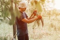 mowing grass traditional old-fashioned way with hand scythe on household village farm. young mature farmer man Royalty Free Stock Photo