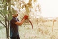 mowing grass traditional old-fashioned way with hand scythe on household village farm. young mature farmer Royalty Free Stock Photo