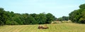 Mowing a green pasture for hay Royalty Free Stock Photo