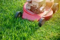 Mowing a lawn with a old style petrol gasoline lawnmower. Red lawn mower cutting grass . Gardening concept background Royalty Free Stock Photo