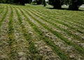 mowing the meadows. the grass lies in the rows as the mowing Royalty Free Stock Photo