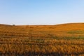 Mown agricultural wheat field with straw bales lying on the ground at sunrise Royalty Free Stock Photo