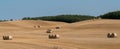 Mown cornfield with big round hay bales in rows