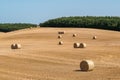 Mown cornfield with big round hay bales for cattle feed