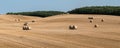 Mown cornfield with big round hay bales in rows