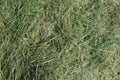 Mown Grass Background Royalty Free Stock Photo