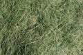 Mown Grass Background