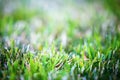 Mown grass background Royalty Free Stock Photo