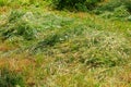 Mown grass. Background with selective focus and copy space Royalty Free Stock Photo