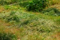 Mown grass. Background with selective focus and copy space Royalty Free Stock Photo