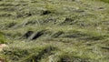 Mown grass. The hay is fresh. The tall green sedge was cut down and left to dry in the sun Royalty Free Stock Photo