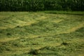 Mown grass on the meadow in front of cornfield in summer Royalty Free Stock Photo
