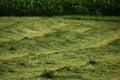 Mown grass on the meadow in front of cornfield in summer