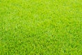 Mown green grass