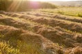 Mown hay Royalty Free Stock Photo