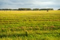 Mown wheat field with bales of straw against a blue sky on a summer day at sunset. Agriculture Royalty Free Stock Photo