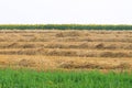 Mown wheat, sunflower and grass Royalty Free Stock Photo