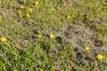 Mows grass and dandelions Royalty Free Stock Photo