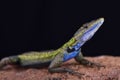 Mozambique flat lizard Platysaurus intermedius nyasae