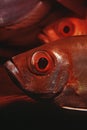 Mozambique Indian Ocean crescent-tail bigeyes (Priacanthus hamrur) close-up