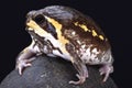 Mozambique rain frog (Breviceps mossambicus)