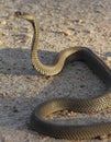 Mozambique Spitting Cobra Royalty Free Stock Photo