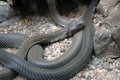 Mozambique Spitting Cobra. Royalty Free Stock Photo