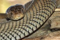 Mozambique Spitting Cobra, Botswana Royalty Free Stock Photo