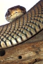 Mozambique Spitting Cobra, Chobe National Park, Botswana Royalty Free Stock Photo