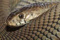 Mozambique Spitting Cobra, Naja mossambica, Botswana Royalty Free Stock Photo