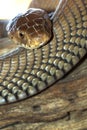 Mozambique Spitting Cobra, Chobe National Park, Botswana Royalty Free Stock Photo